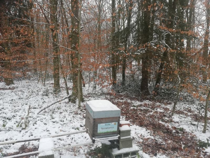 La ruche Rennaissance