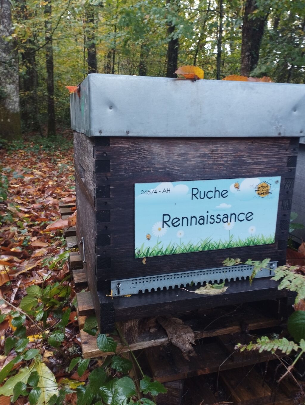 La ruche Rennaissance