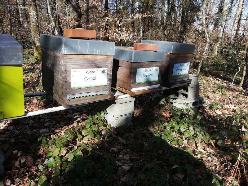 La ruche Rennaissance