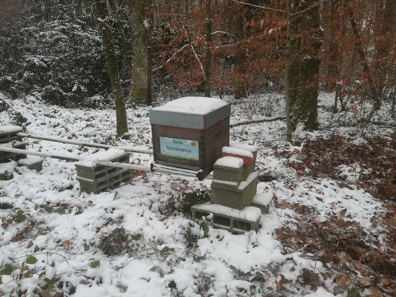 La ruche Rennaissance