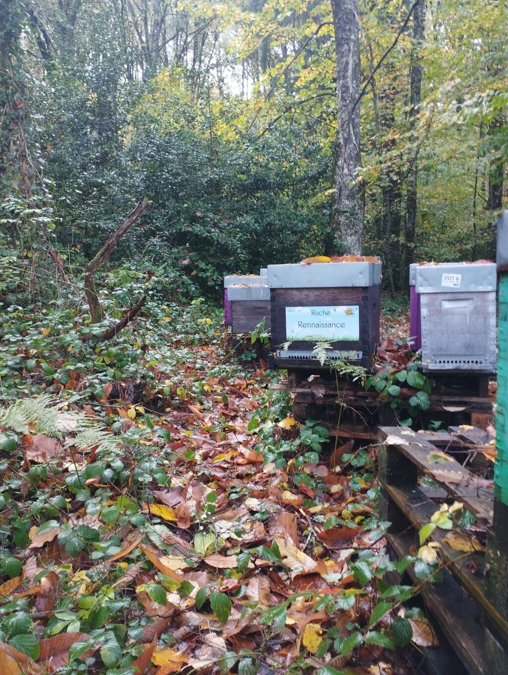 La ruche Rennaissance