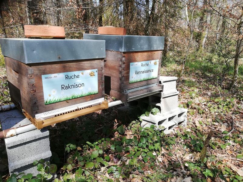 La ruche Rennaissance