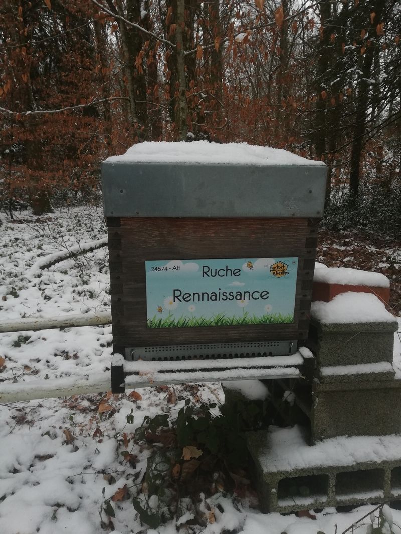 La ruche Rennaissance