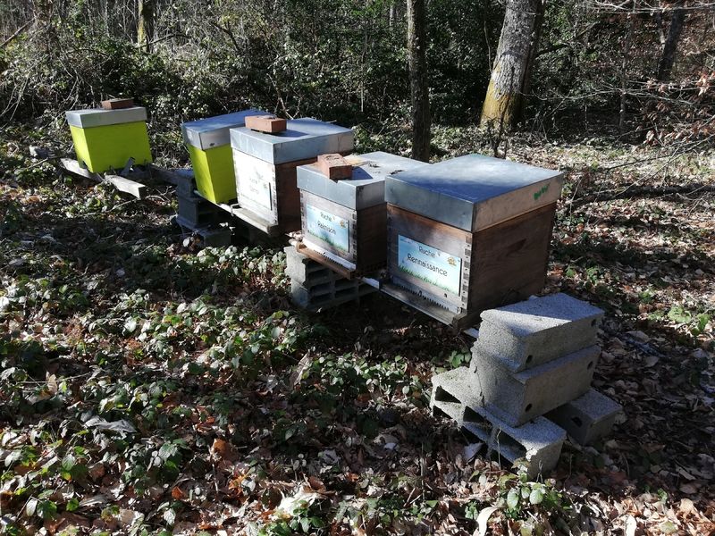 La ruche Rennaissance