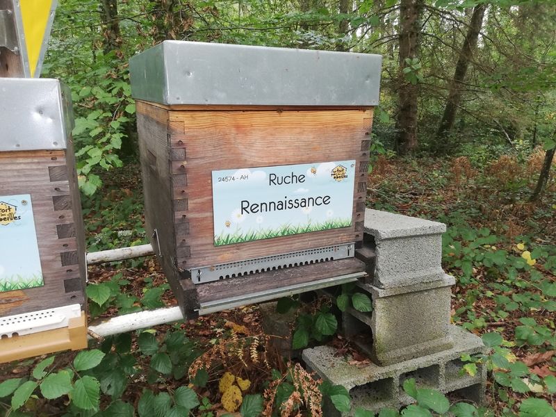 La ruche Rennaissance