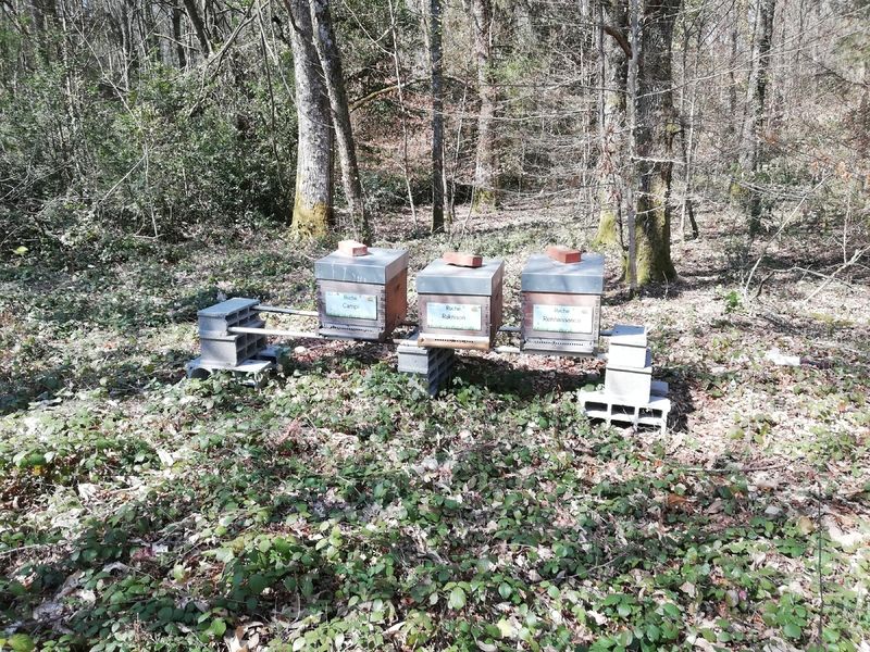 La ruche Rennaissance