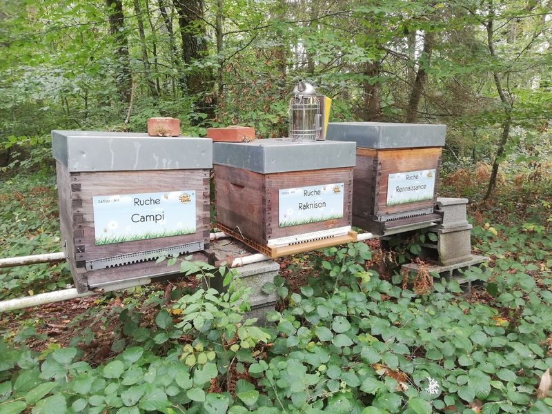 La ruche Rennaissance