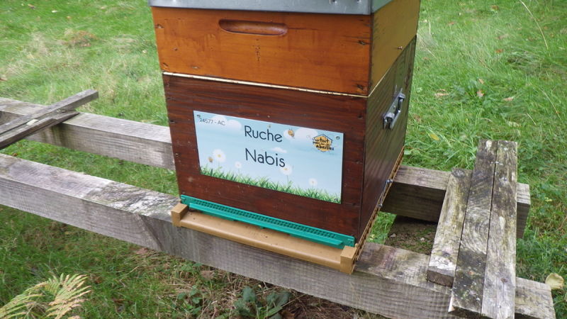 La ruche Nabis