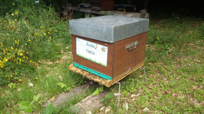 La ruche Nabis