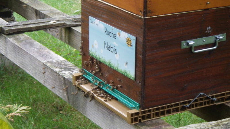 La ruche Nabis