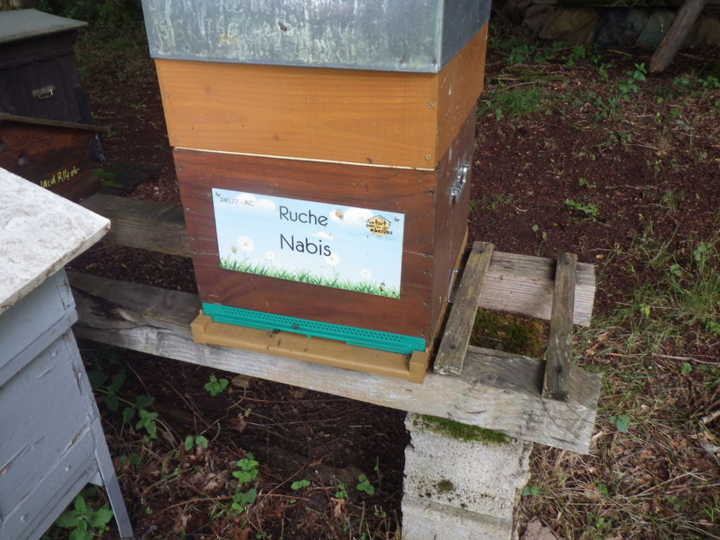 La ruche Nabis