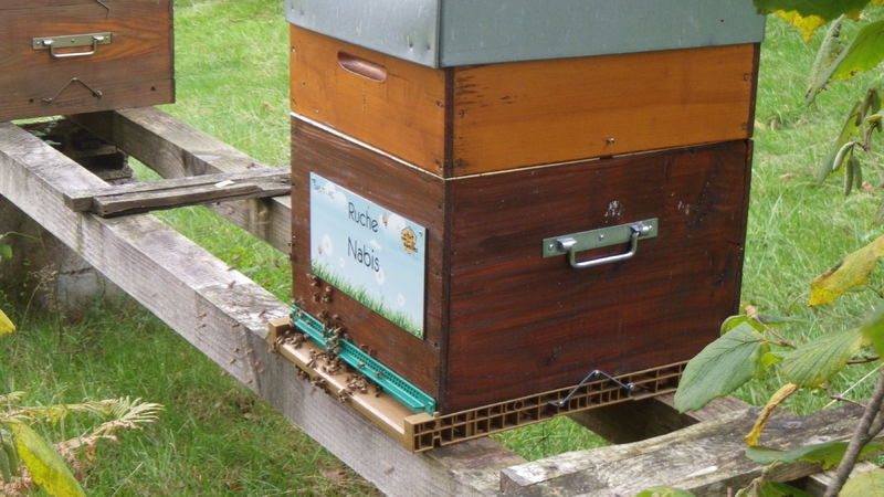 La ruche Nabis