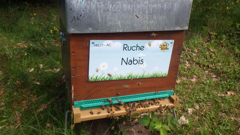 La ruche Nabis