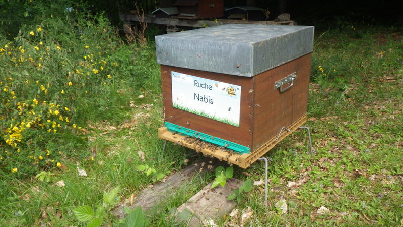 La ruche Nabis