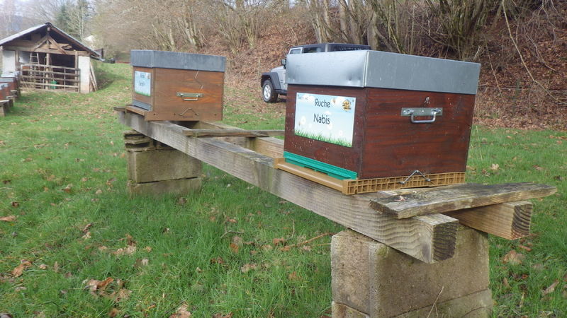 La ruche Nabis