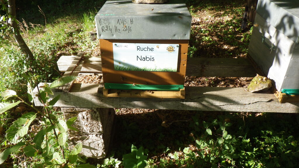 La ruche Nabis