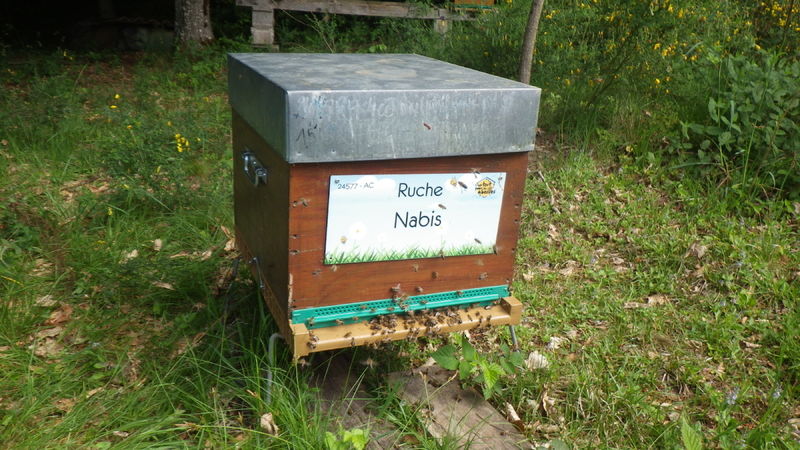 La ruche Nabis