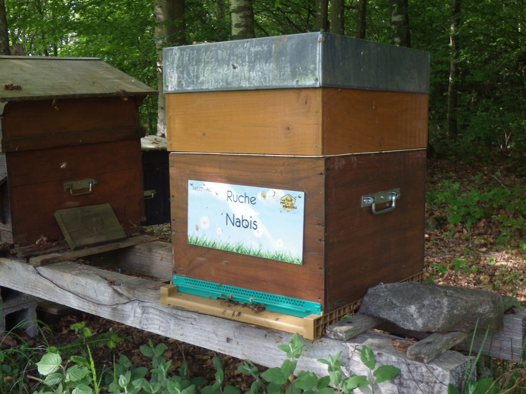 La ruche Nabis