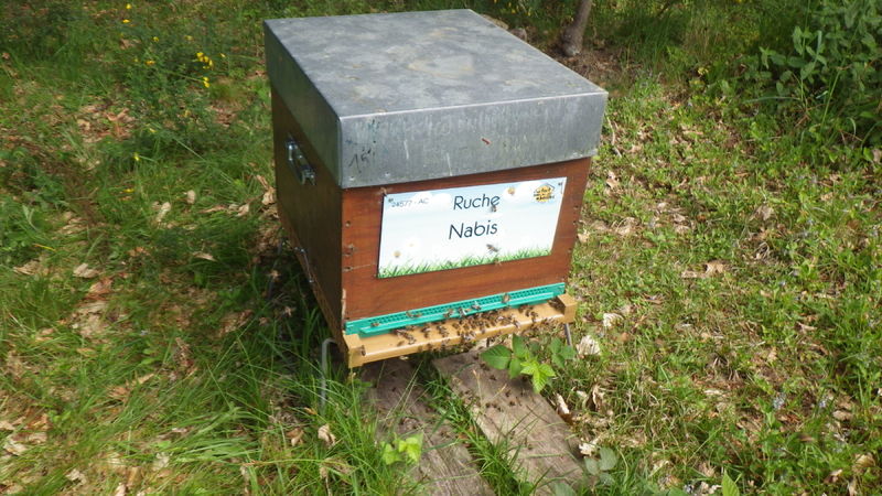 La ruche Nabis