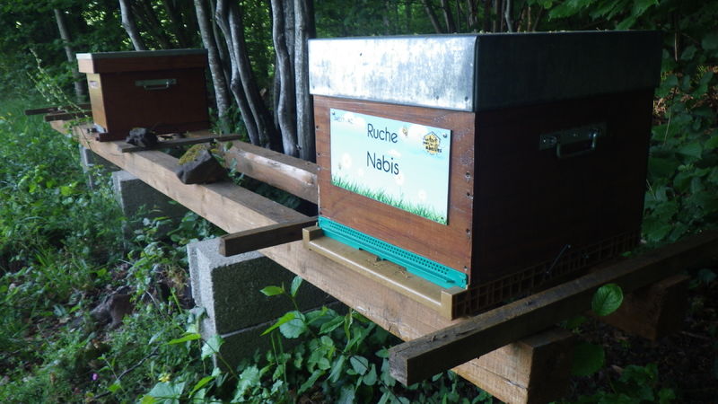 La ruche Nabis