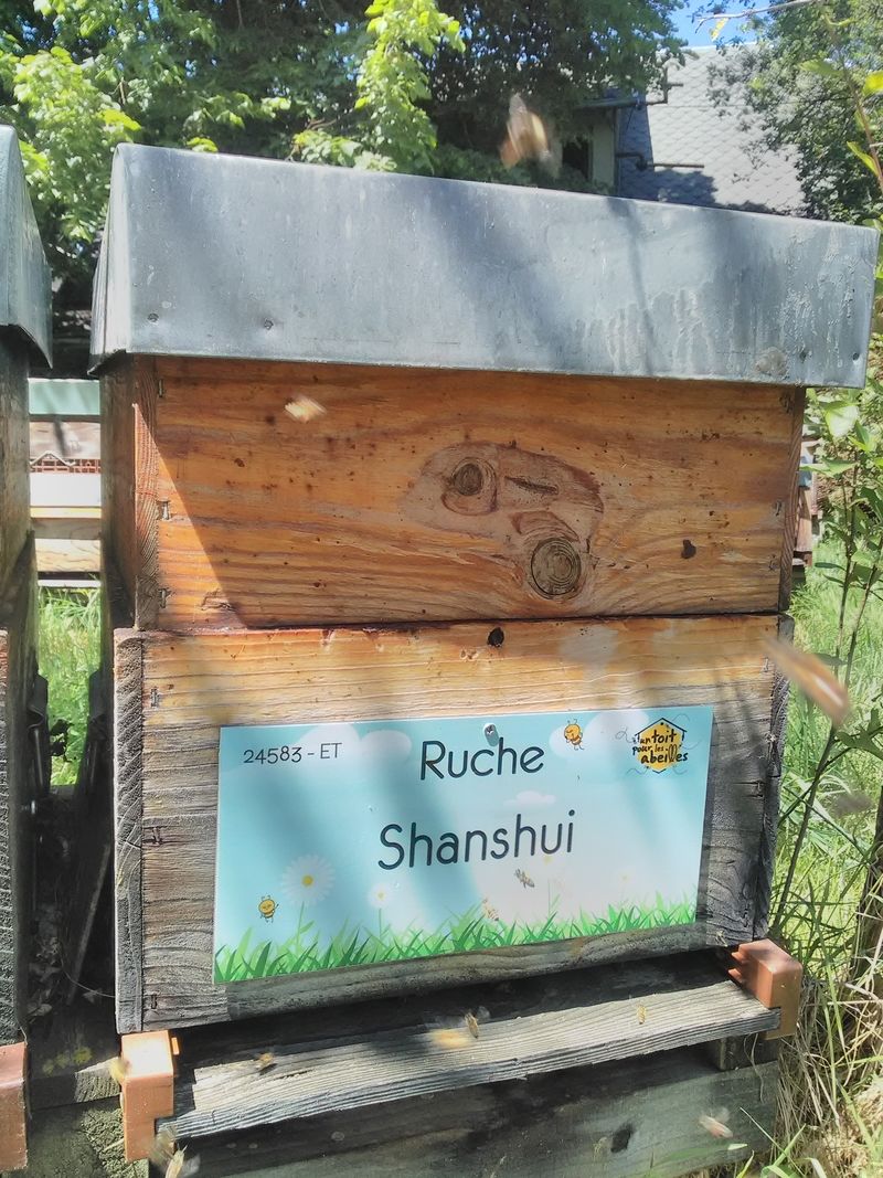 La ruche Shanshui