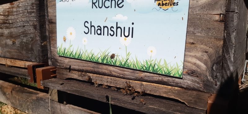 La ruche Shanshui