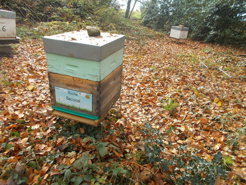 La ruche Baconal