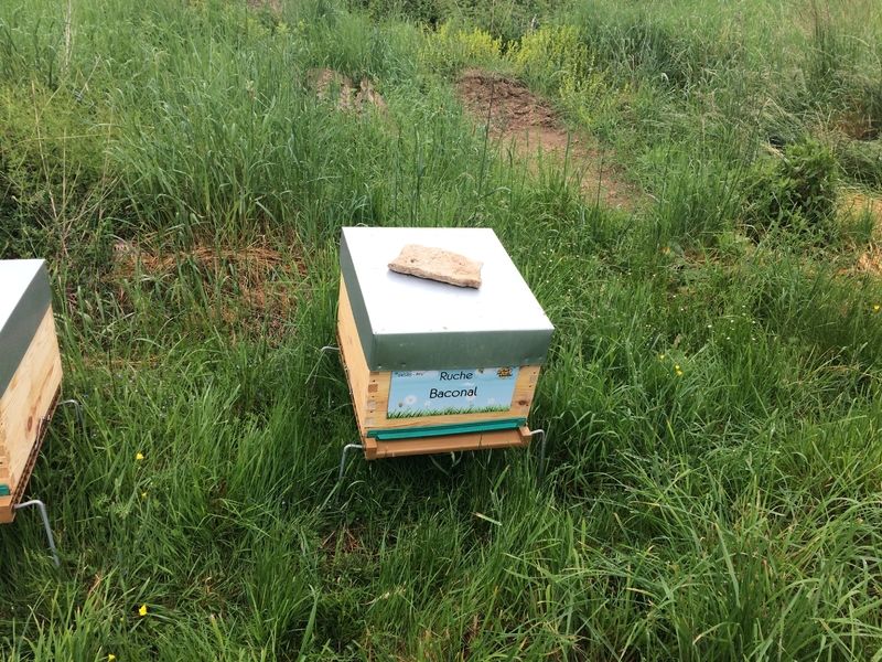 La ruche Baconal