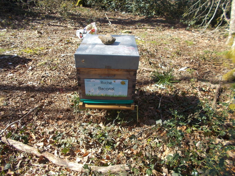 La ruche Baconal