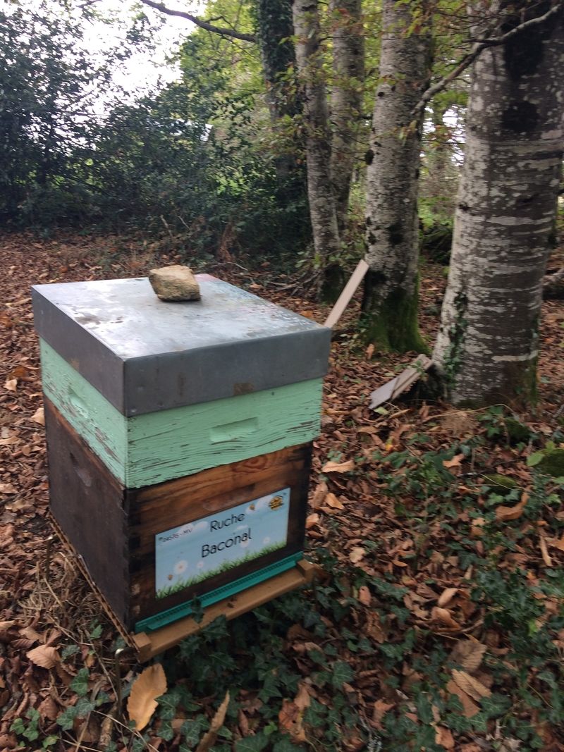 La ruche Baconal