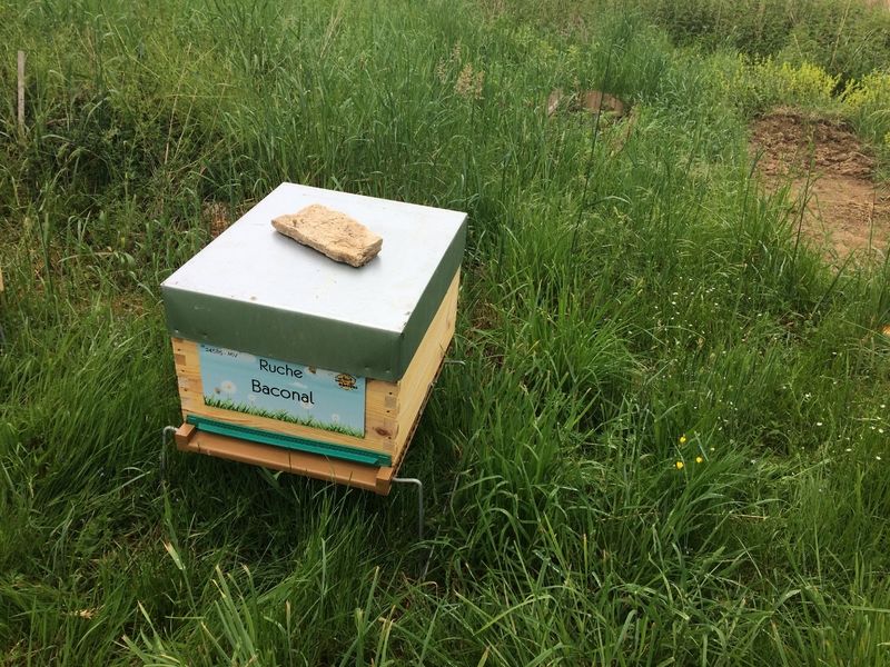 La ruche Baconal