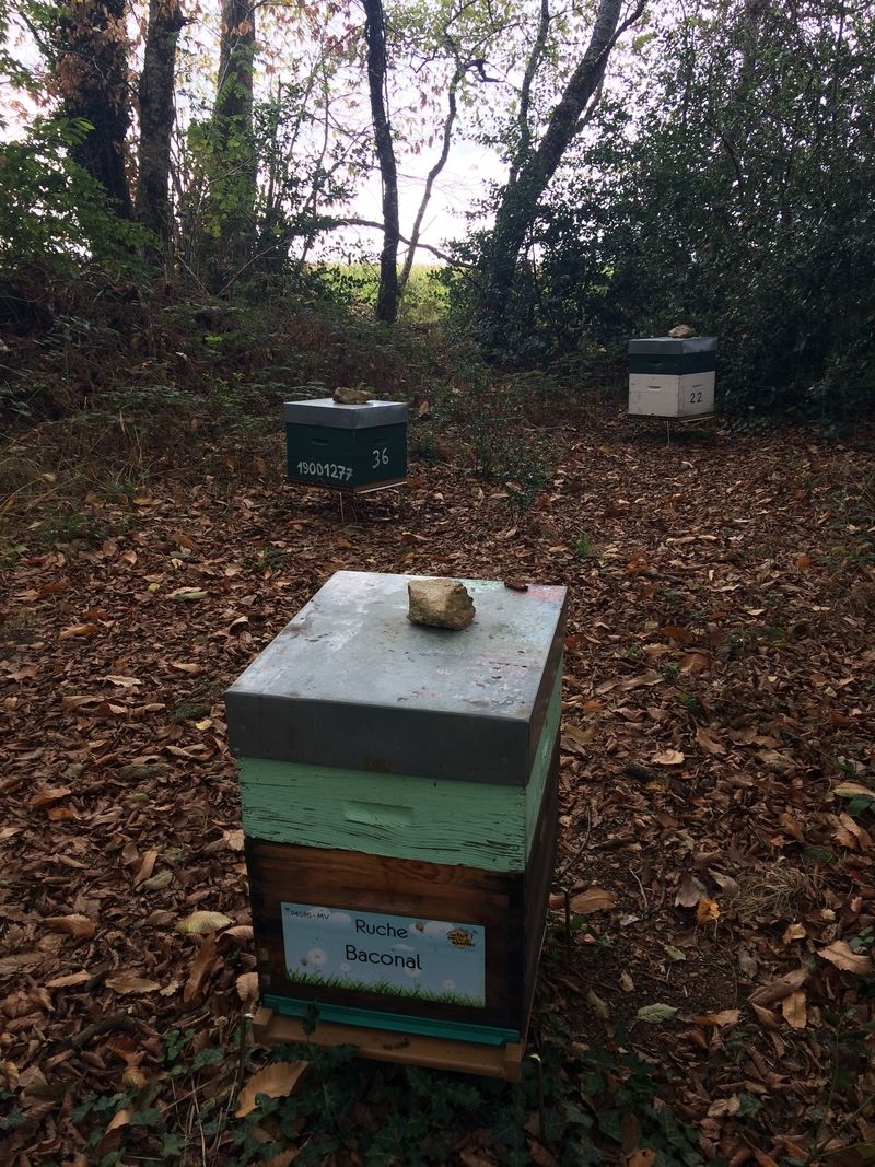 La ruche Baconal