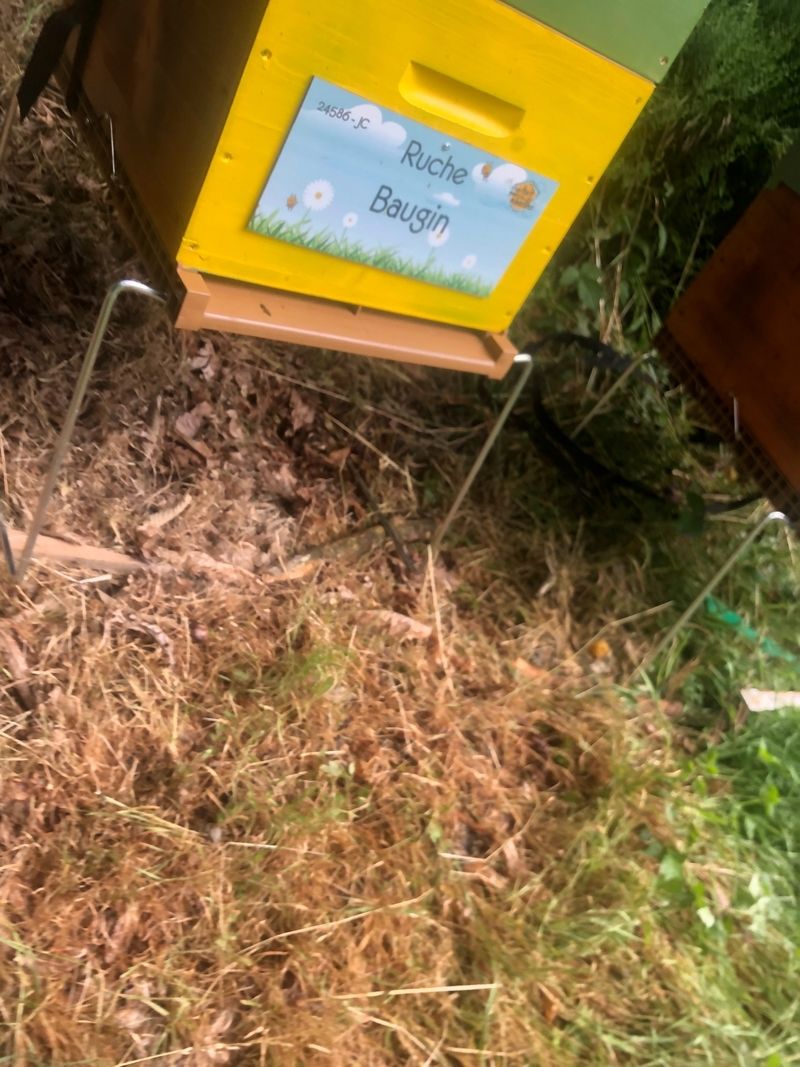 La ruche Baugin