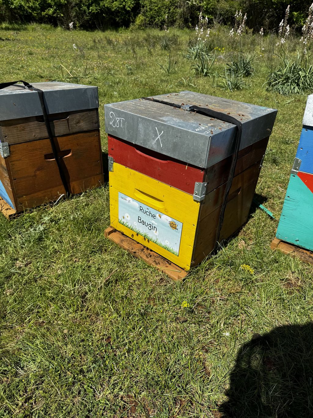 La ruche Baugin