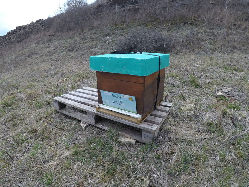 La ruche Baugin
