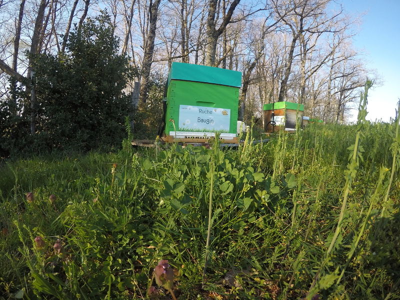 La ruche Baugin