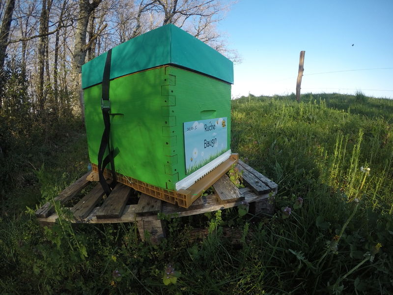 La ruche Baugin