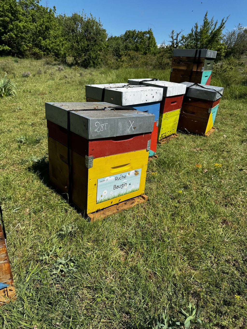 La ruche Baugin