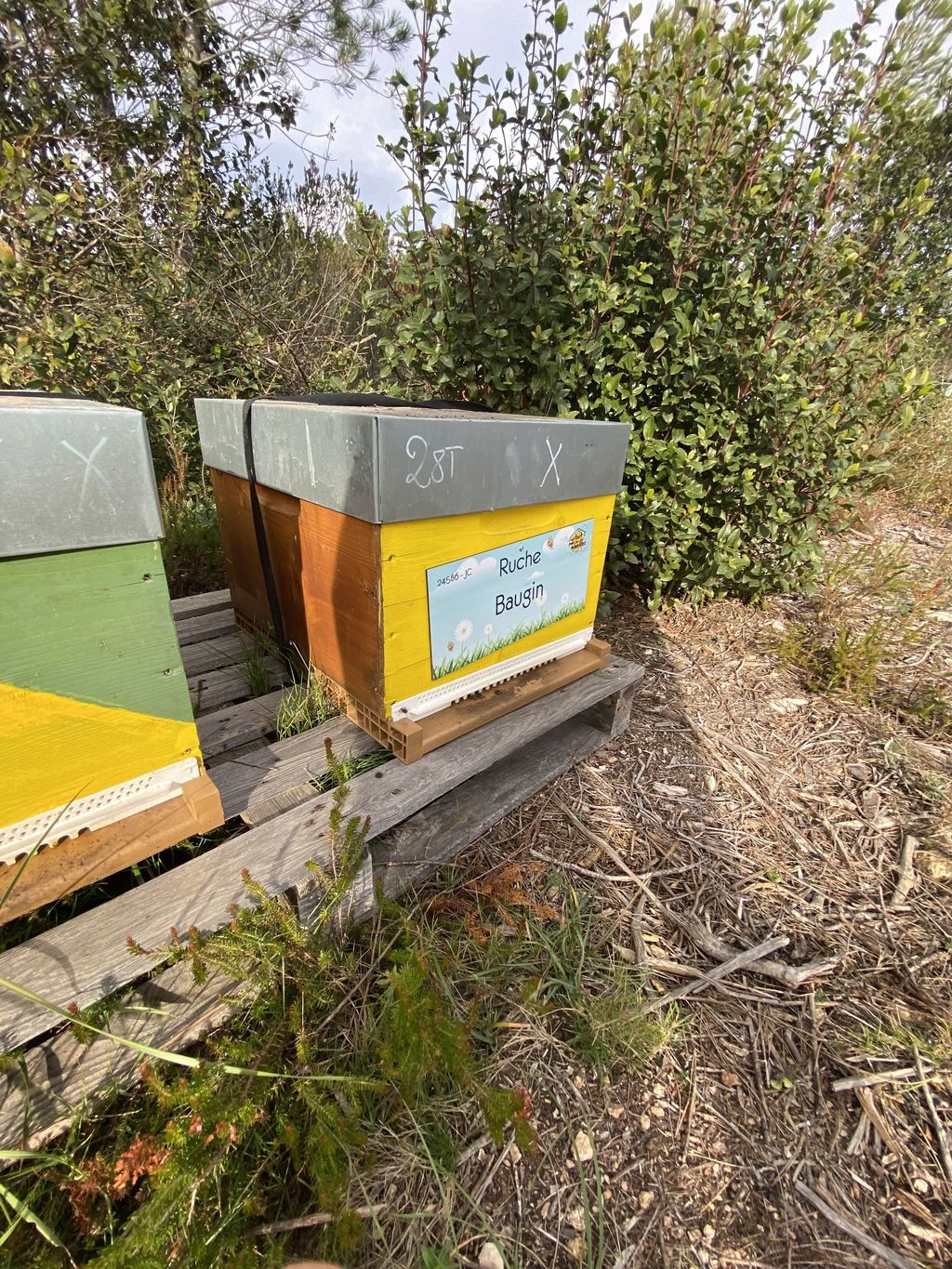 La ruche Baugin