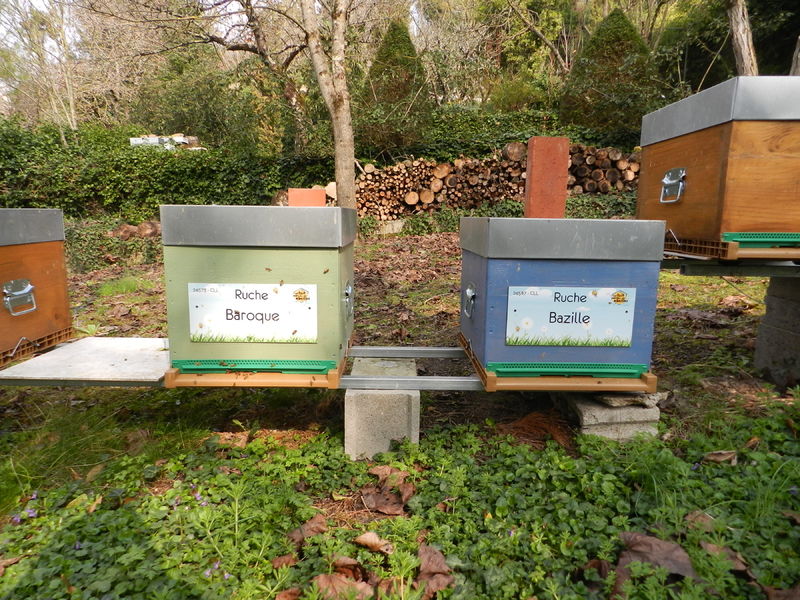 La ruche Bazille