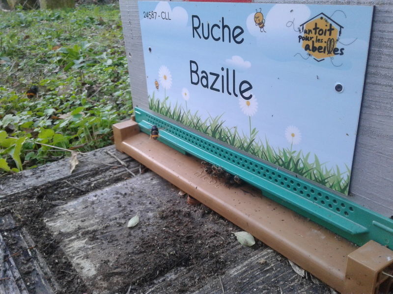 La ruche Bazille