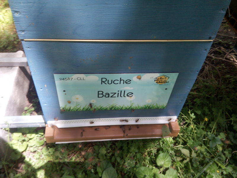 La ruche Bazille