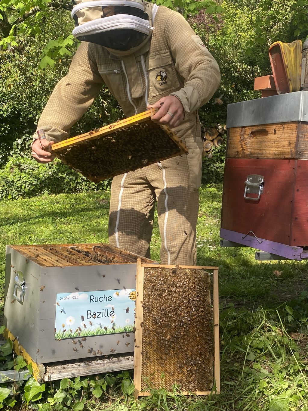 La ruche Bazille