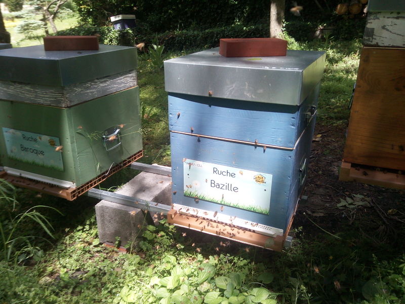 La ruche Bazille