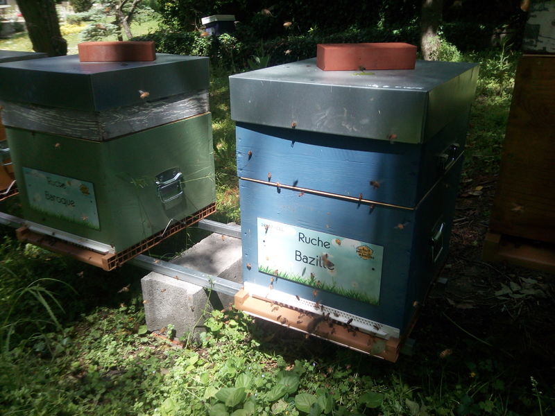 La ruche Bazille
