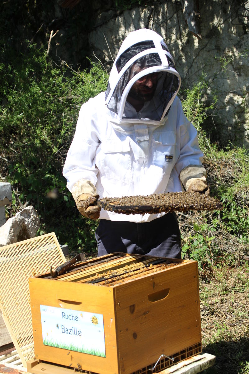 La ruche Bazille