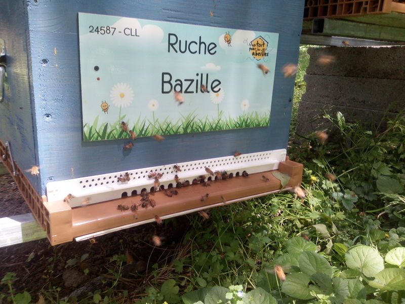 La ruche Bazille