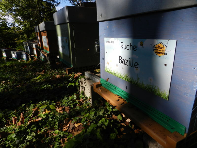 La ruche Bazille
