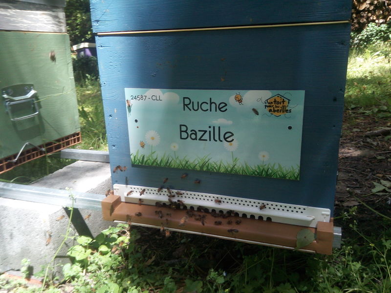 La ruche Bazille