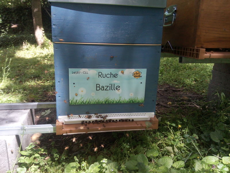 La ruche Bazille